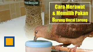 Download CARA MEMILIH PAKAN DAN MERAWAT BURUNG UNCAL LORENG TANGKAPAN ALAM MP3