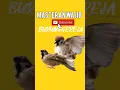 Download Lagu Suara 🐦Burung GEREJA TARUNG Jernih Masteran Murai 🔅🔅