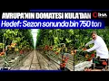 Kula'nın Jeotermal Serasından Avrupa'ya 500 Ton Domates İhracatı