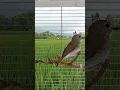 Download Lagu SRDC (sikatan rimba dada coklat) paud trotol jantan S4E24 [Pet ON]