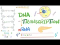 DNA Transcription Converting DNA to RNA - Molecular Biology