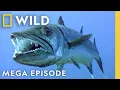 Lagu Predator vs. Prey | Worlds' Deadliest MEGA Episode | Nat Geo Animals