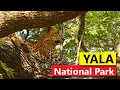 Download Lagu Yala National Park | Sri Lanka | An epic safari experience