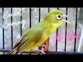Download Lagu Suara Burung Pleci Dakun Lombok | Kecial Kuning