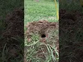 How to find the tunnel to set a GopherHawk gopher trap