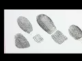Fingerprint Paradigm How to Recognize Radial and Ulnar Loops