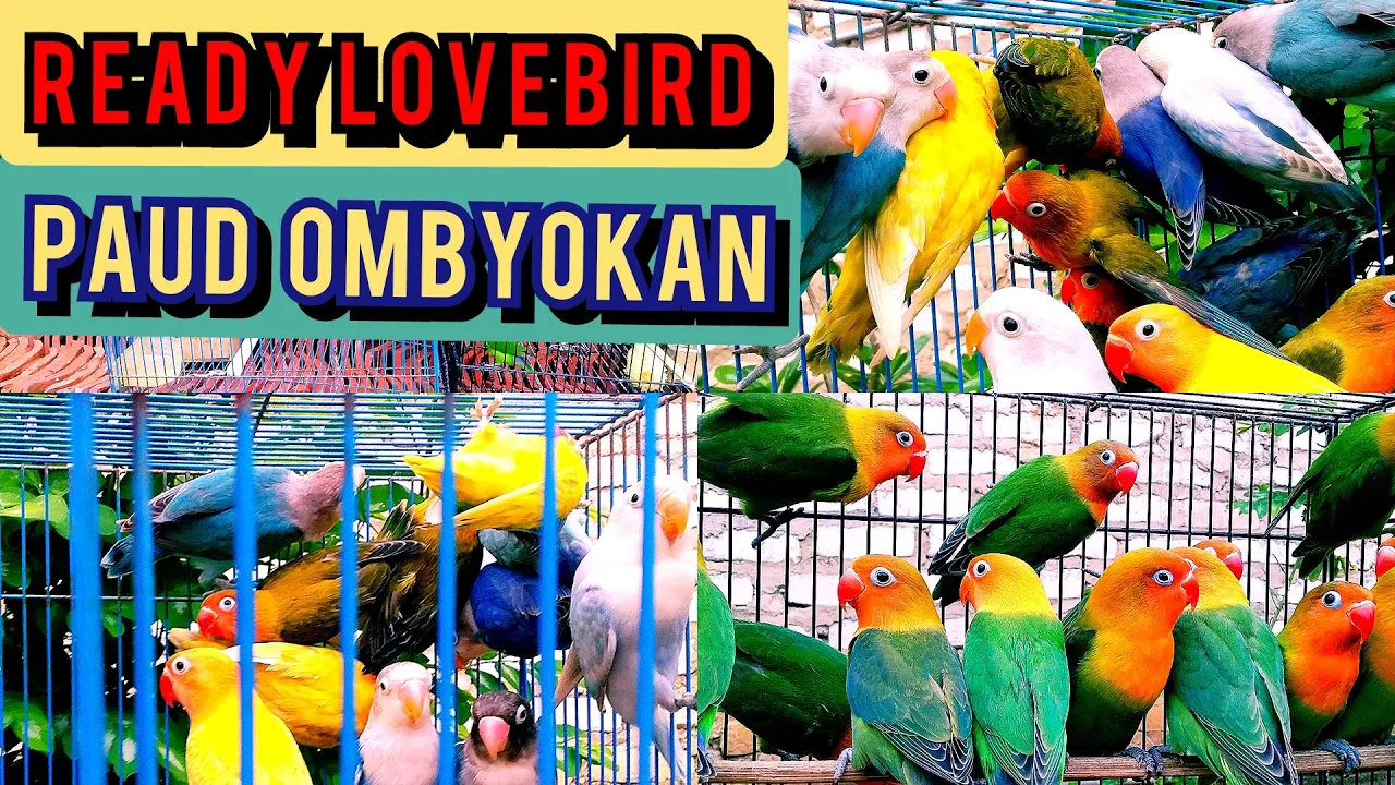Update Harga Lovebird Ombyokan Terbaru