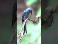 Download Lagu Burung srigunting alam liar#shorts #kicaumania #animals #burung