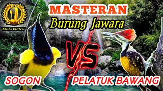 sogon vs pelatuk bawang masteran tembakan speed rapat durasi panjang khusus untuk murai batu