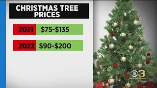Cost of Christmas trees going up