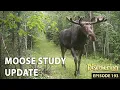 DISCOVERING U P Moose Update 2026