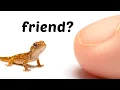 Download Lagu The Process of Bonding With a Baby Lizard