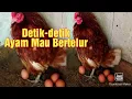 Download Lagu Detik-detik suara Ayam Mau Bertelur