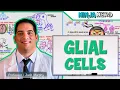 Neurology Glial Cells Astrocytes Oligodendrocytes Schwann Cells Ependymal Cells Microglia