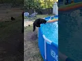 Download Lagu Startled Kitty Falls Into Pool || ViralHog