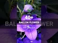 40+ BALLON FLOWERS VARIETIES | BUNGA BALON | WORLD PLANT ID #worldplantid #namatanaman