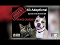 NJ animal shelter hopes to find dogs cats homes with 3 adoption fees