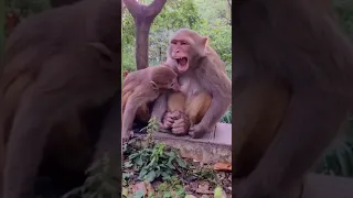 شاهد القرد الصغير يرضع من ثدي أمه 