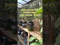 Lagu Cara bikin Pot dari Galon bekas Le mineral