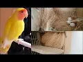 Download Lagu Lutino lovebird Pairs Breeding Progress