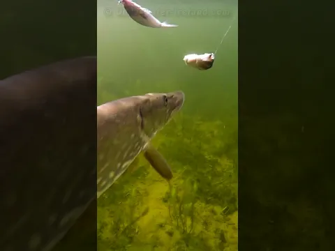 Herring: food or a dead bait 🧐
