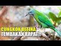 Download Lagu KICAU MASTERAN CUCAK CUNGKOK BETINA GACOR FULL TEMBAKAN RAPAT DI KANDANG AVAIRY SEDERHANA