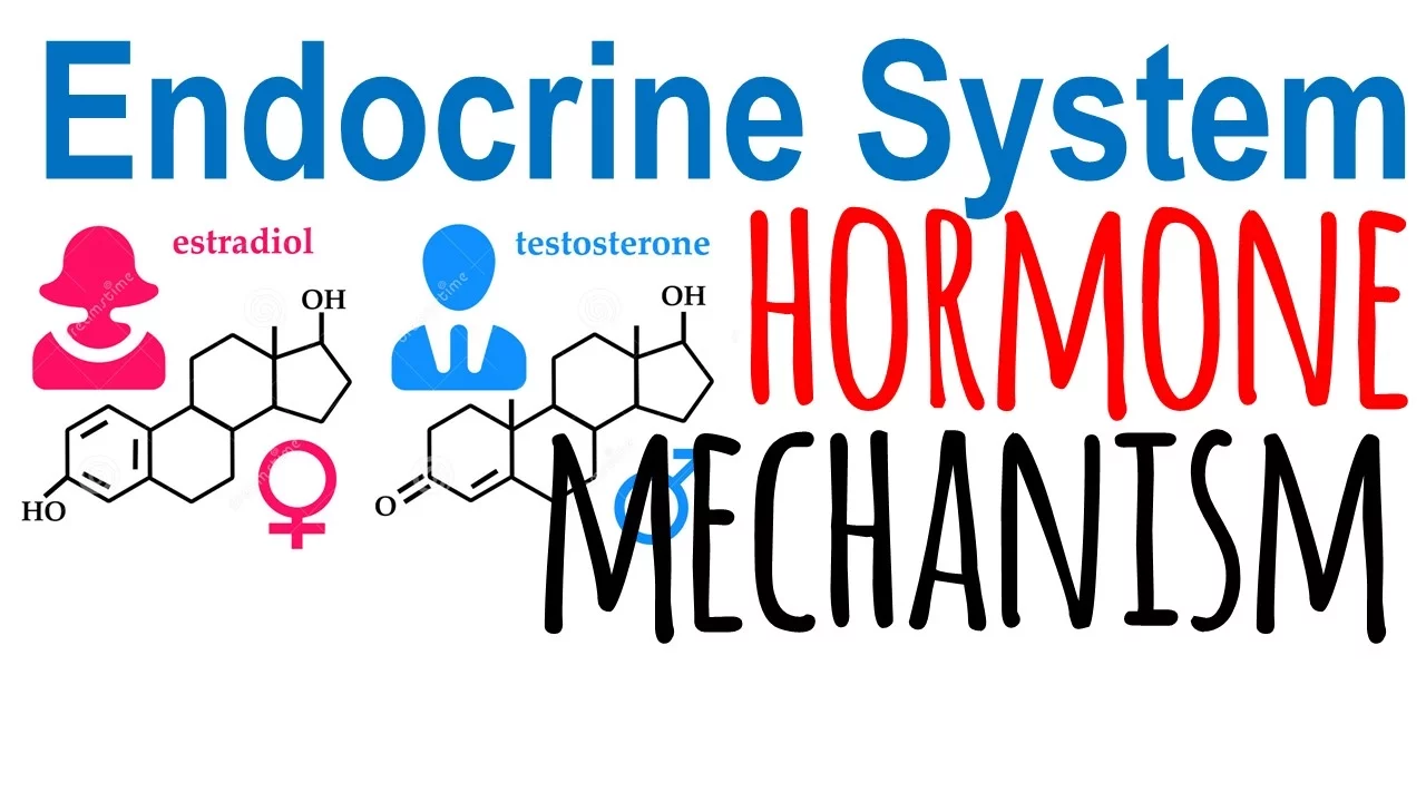 Hormone mechanism of action