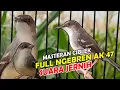 Lagu MASTERAN CIBLEK KRISTAL TEMBAKAN AK 47 SUARA JERNIH | MASTERAN BREN