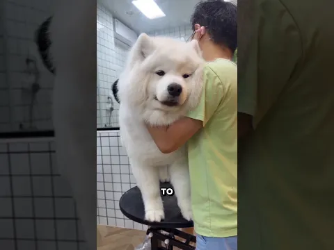 Она думала, что придётся оставить собаку… 🥺🐶 Но всё закончилось счастливо