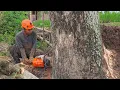 Geweldig! De vaardigheid van een man die een boom langs de weg omzaagt.