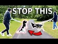 REACTIVE DOG TUTORIAL Stop Barking and Lunging at Other Dogs