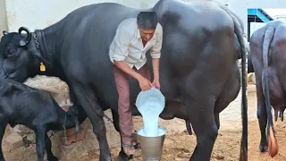 दूध के भाव हर पशुपालक चाहता है लेकीन क्यों नहीं मिल रहा कारण