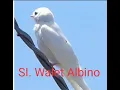 SI. Walet Albino Ori link download 👇