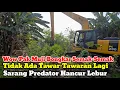 Download Lagu Pak Muji Pindah Tempat💥Hancur Lebur Sarang Predator‼️Di Acak-Acak Sarang Predator Kali Srengseng
