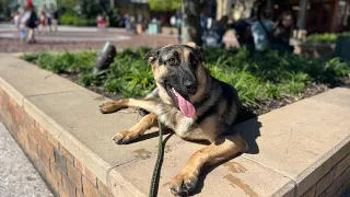 german shepherd dog togo disney springs high distraction board and train before and after