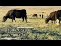 Moving Cows to Pasture Earlier Than Ever Because of Drought