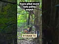 Download Lagu suara Pikat murai batu batu paling jitu turun langsung jebreddd