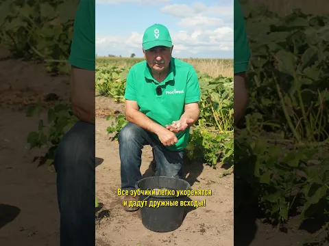 Мой чеснок всегда вырастает крупным и хранится до нового урожая! А секрет в подготовке зубков к поса