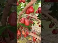 Jambu air yang sangat manis #jambucitra #jambuair