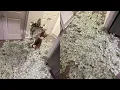 STRIPPER VLOG 10K IN 10 DAYS CLUB DRAMA MONEY COUNTS