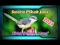 Download Lagu Suara Pikat Super Ampuh Ciblek Sawah \\ Ciblek Alang-Alang