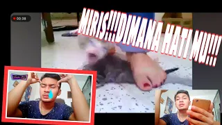 Download VIRAL!!! Anak kucing mati di injak manusia binatang!!!! MP3