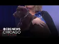 Pet Rescue Spotlight Rae and Axel from Midwest Labrador Retriever Rescue