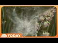 Pollen season started earlier in 2025 How to deal with allergies