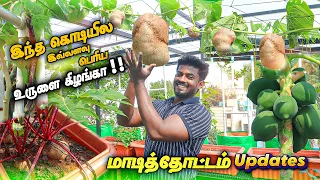 TERRACE GARDEN TOUR | SUMMER UPDATE | NEW EXOTIC FRUITS |  REDLADY PAPAYA | AIRPOTATO
