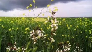 Said Stayfi 2009 يا محاين ماما 