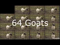 Download Lagu 64  angry goats screaming together