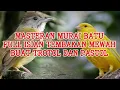Download Lagu MASTERAN MURAI BATU‼️SUARA cililin,cucak jenggot,kenari,kapas tembak,gereja tarung,suara kuntilanak