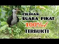Lagu SUARA BURUNG RUAK RUAK TUNGGAL VERSI TERBARU 2025 AMPUH 