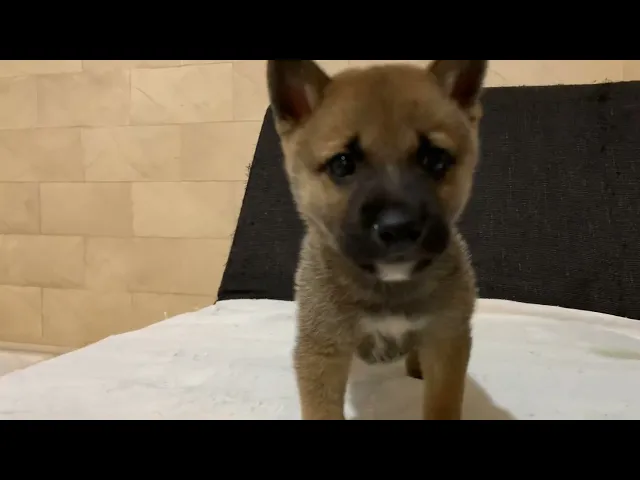 動画